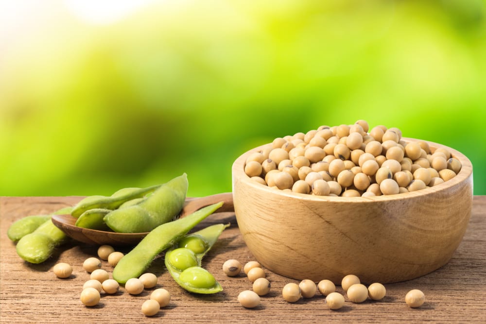 Plant protein