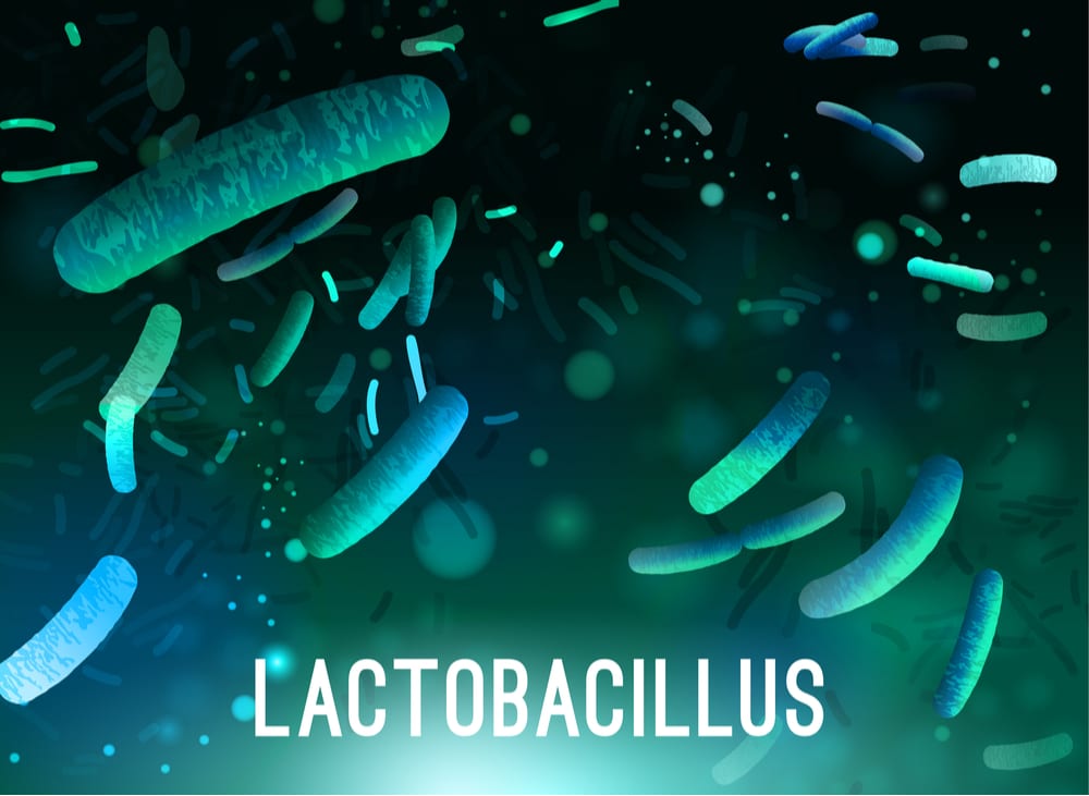 The Benefits of a Lactobacillus Gasseri Probiotic
