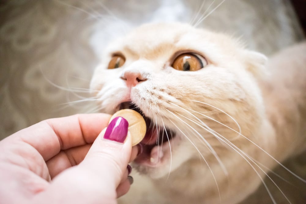 Pet Supplement