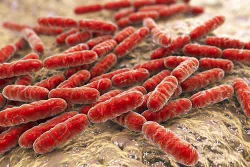 Probiotic