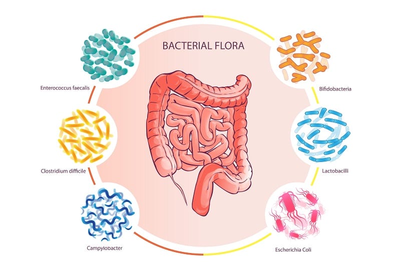 Prebiotics
